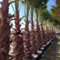 پالم واشنگتن