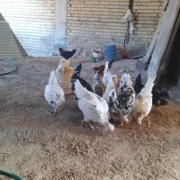 مرغ گلین|حیوانات مزرعه|برازجان, |دیوار