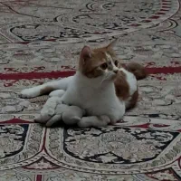 گربه میکس پرشین دی اس اچ|گربه|زنجان, |دیوار