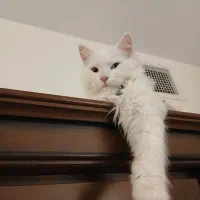 گربه پرشین سفید