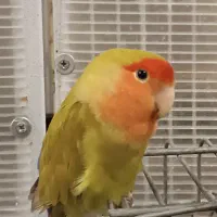 طوطی برزیلی ماده