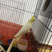 عروس هلندی نر|پرنده|وحیدیه, |دیوار