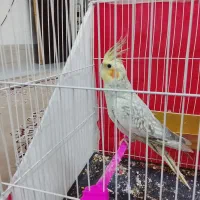 عروس هلندی|پرنده|شاندیز, |دیوار