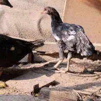 فروش مرغ لاری