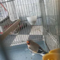 سهره متولدقفس