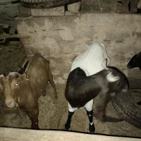 بز ماده آبستن پاکستانی و مورسیا و بز نر آلپاین|حیوانات مزرعه|دماوند, دماوند|دیوار