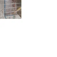 پرنده|پرنده|قزوین, |دیوار