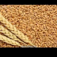 اجاره زمین کشاورزی آبی فرخ آباد دهلران