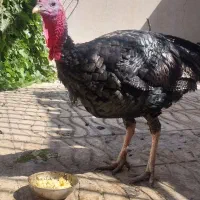 بوقلمون نر