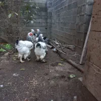 مرغ خروس برهما|حیوانات مزرعه|لاهیجان, لیالستان|دیوار