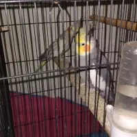 عروس هلندی جفت