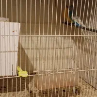 فروش فوری|پرنده|تربت جام, علوی|دیوار