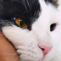 واگذاری رایگان