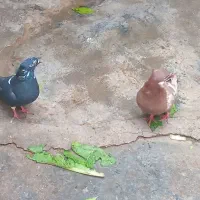 کبوتر رنگیامدیه|پرنده|امیدیه, |دیوار