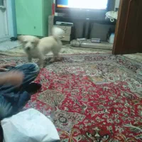 سگ پا کوتاه روباهی