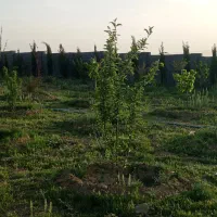 باغ-کودیان