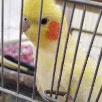 عروس هلندی|پرنده|رزن, |دیوار