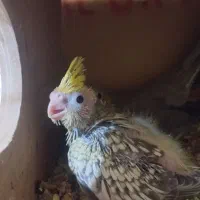 جوجه کوتوله برزیلی، مرغ عشق، عروس هلندی|پرنده|اصفهان, سپاهانشهر|دیوار