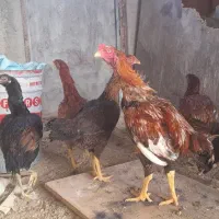 مرغ لاری|حیوانات مزرعه|رباط‌کریم, شترخوار|دیوار