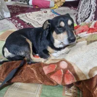 سگ حاسگی دوبر برای فروش