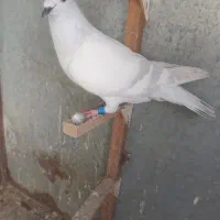 شامی ماده