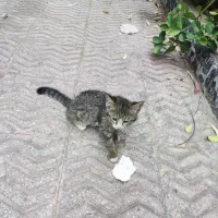 واگذاری گربه DSH حمایتی فوری،سرپرست میخوان|گربه|کرج, فاز ۳ مهرشهر|دیوار