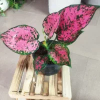 گل و گیاه