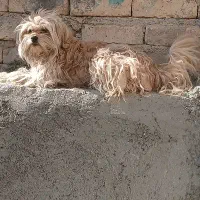 یه عدد پاپی ماده|سگ|پیر بکران, |دیوار