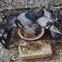 نروماده سبز کاغذی باجوجه بهشرط