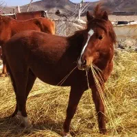 اسب|اسب و تجهیزات اسبسواری|مود, |دیوار