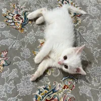 گربه|گربه|گنبد کاووس, |دیوار