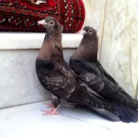 کبوتر کفتر سوسنی زاغ سرخ ابادانی چشم ونوک|پرنده|شهرضا, |دیوار