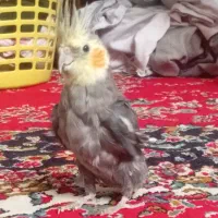 عروس هلندی نر