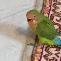 جوجه صورت هولویی خوشگل