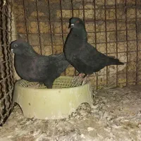 کفتر|پرنده|یزد, |دیوار