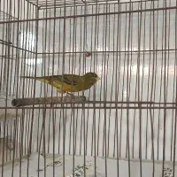 تعدادی قناری|پرنده|رشت, منظریه|دیوار