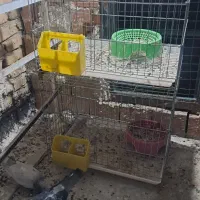 جفت کن کبوتر