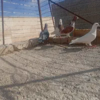 افشون|پرنده|اسفراین, |دیوار