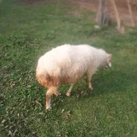 گوسفند نر محلی جنس تالشی|حیوانات مزرعه|فومن, |دیوار