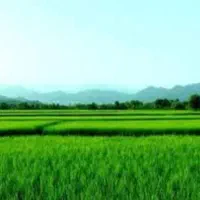 فروش ۹ هکتار زمین کشاورزی