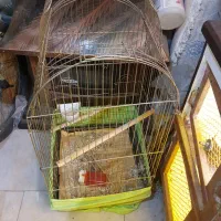 قفس عروس هلندی و مرغ مینا
