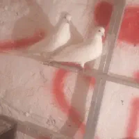 جفت سفید مهره مهر معاوصه با ماده خوب