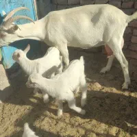 بزسانن فرانسوی اصل