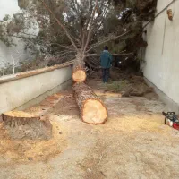 خدمات باغبانی اصفهان|خدمات باغبانی و درختکاری|اصفهان, اصفهانک|دیوار