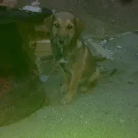 توله سگ پژدر عراقی|سگ|بهارستان, |دیوار