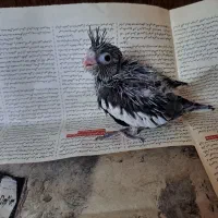 عروس هلندی|پرنده|کاشمر, |دیوار