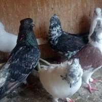 فروش کبوتر سرور|پرنده|بابل, |دیوار