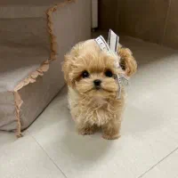 پودل مالتیز مینی|سگ|تهران, حر|دیوار