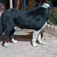 واگذاری سگ قدرجونی|سگ|ابریشم, |دیوار