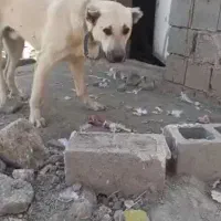 توله سگ 9ماهه پژدر